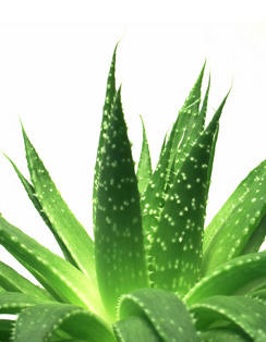Certified Kosher and organic Aloe Vera juice in Liquid Body Balance Supplement